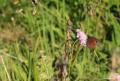 Erebia aethiops (İskoç Güzelesmeri)